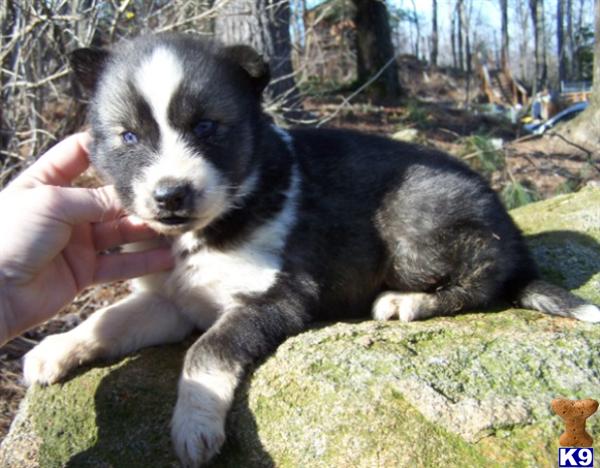 Puppies in NC