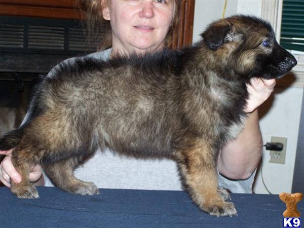 Puppies in NC