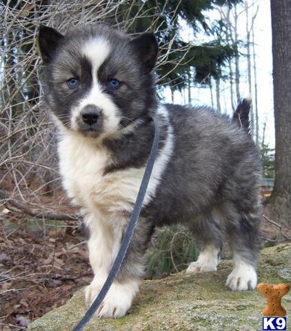 Puppies in NC