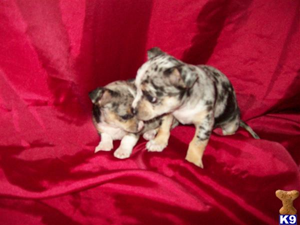 chihuahua puppies for sale in nc raleigh chihuahua puppies for sale in carolina find chihuahuas in breeds picture chihuahua puppies for sale in nc raleigh chihuahua puppies for sale in carolina find chihuahuas in breeds picture