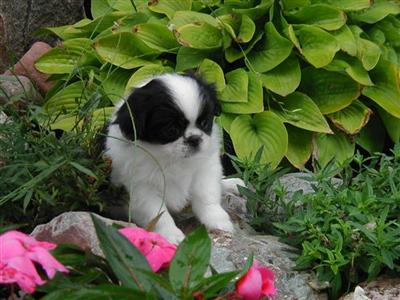 Puppies in Adrian