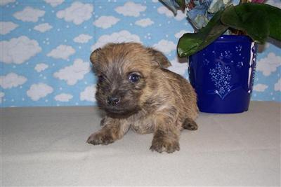 Puppies in Adrian