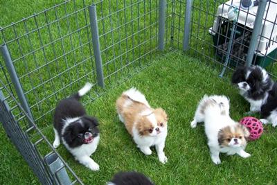 Puppies in Adrian