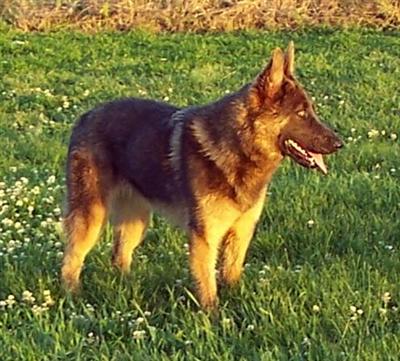 Dogs for Sale in MI
