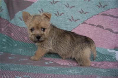Puppies for Sale