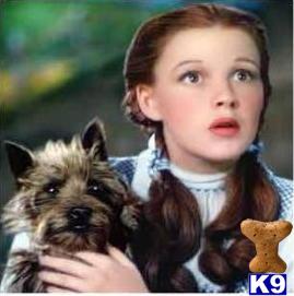 Cairn Terrier Puppies for Sale