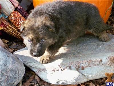 Puppies in ADRIAN