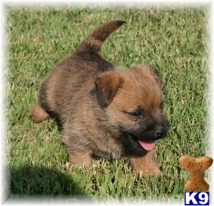 Cairn Terrier Puppies for Sale