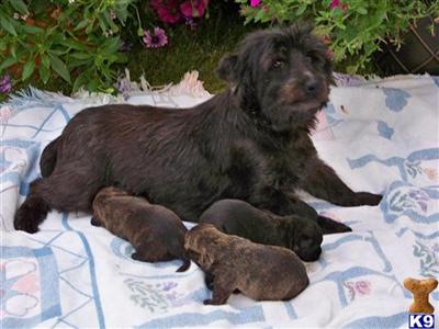 Cairn Terrier Puppies for Sale