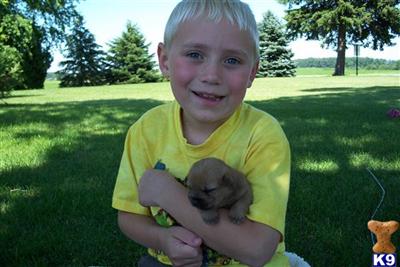 Cairn Terrier Puppies for Sale