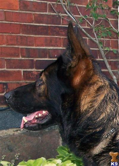 Dogs for Sale in MI