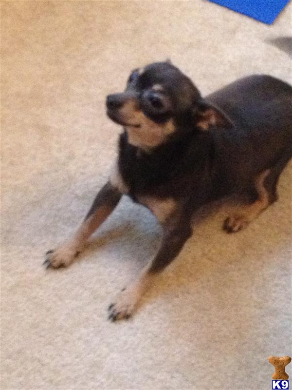 Stud Dogs - Chihuahua