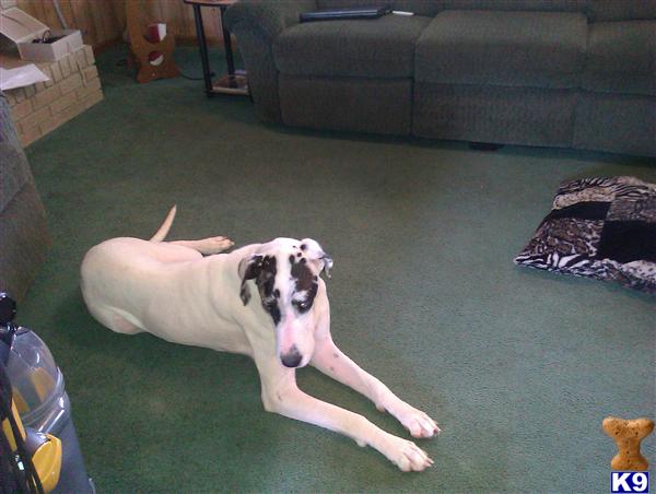 Dogs for Sale in SC