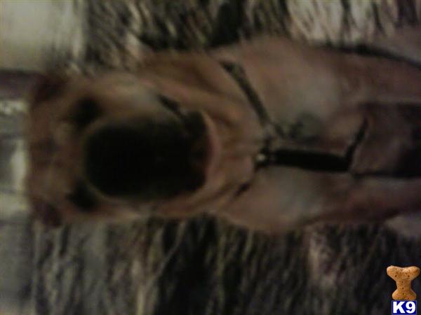 Stud Dogs - Chinese Shar-Pei