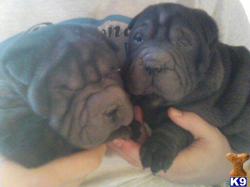 Puppies in Colorado springs