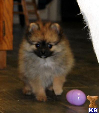 Puppies in Victorville