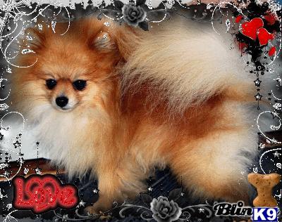 Stud Dogs - Pomeranian