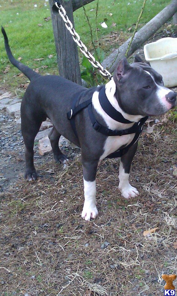 Stud Dogs in MA
