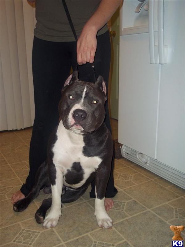 Stud Dogs in MA