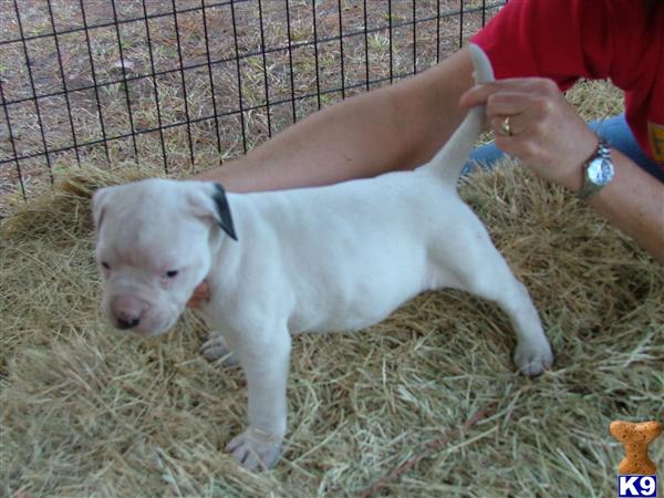 American Bulldog Puppies in FL