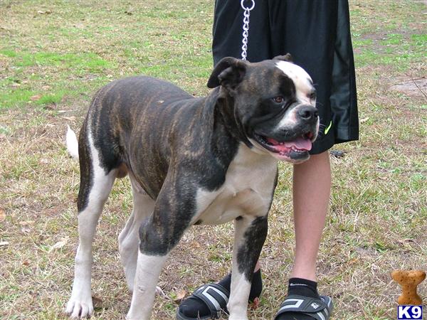 Stud Dogs - American Bulldog