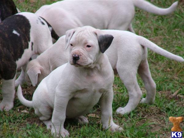 American Bulldog Puppies
