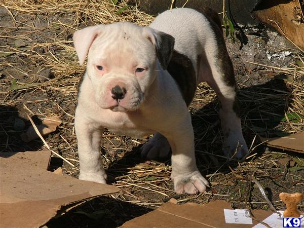 American Bulldog Puppies