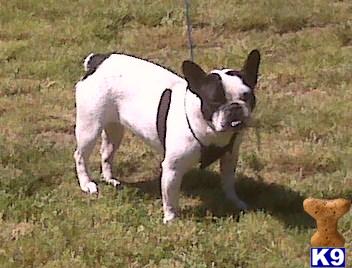 Dogs for Sale