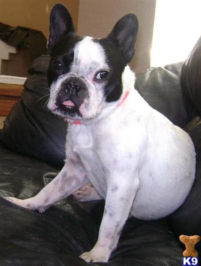 Dogs - French Bulldog