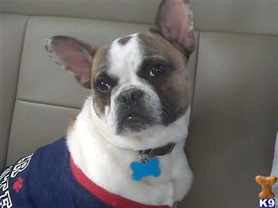 Dogs - French Bulldog
