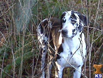 Great Dane Puppies for Sale