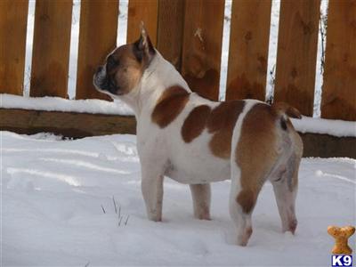 Puppies in WA