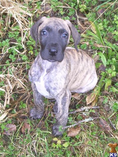 Puppies in WA