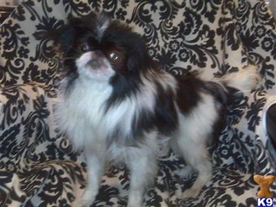 Japanese Chin Puppies for Sale