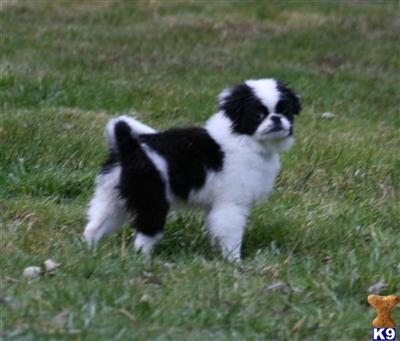 Japanese Chin Puppies for Sale