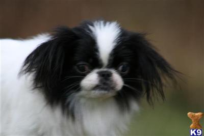 Japanese Chin Puppies for Sale