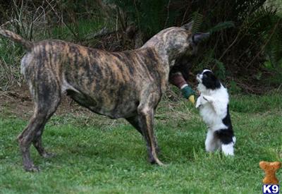 Dogs for Sale in WA