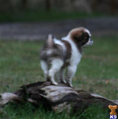Japanese Chin Puppies for Sale
