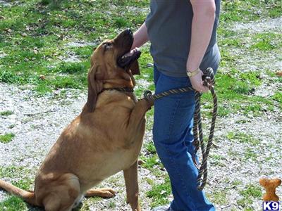 Dogs for Sale in TN