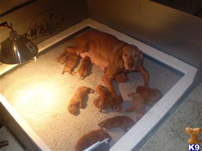 Vizsla Puppies for Sale