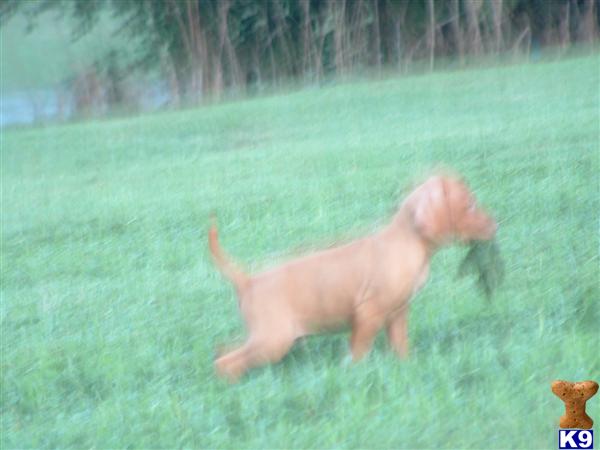 Vizsla Puppies