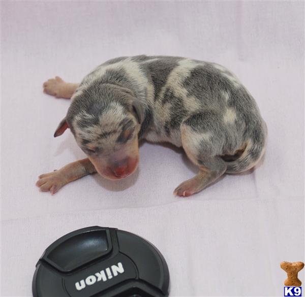 Puppies in Thornton