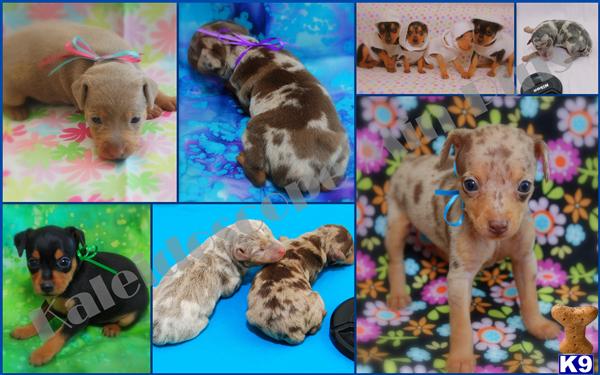 Puppies in Thornton