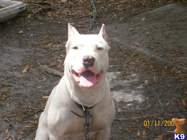 Dogs - American Pit Bull