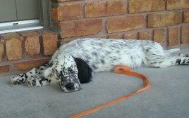 English Setter Puppies for Sale