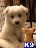 American Eskimo Dog