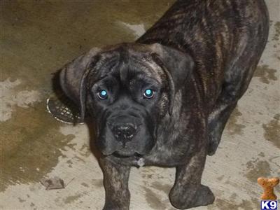 Bullmastiff Puppies for Sale
