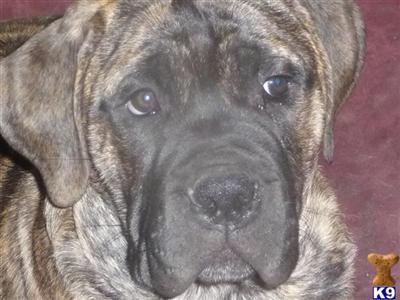 Bullmastiff Puppies for Sale