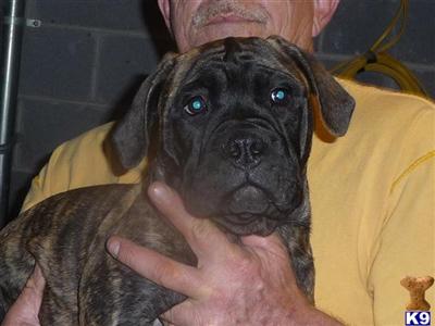 Bullmastiff Puppies for Sale