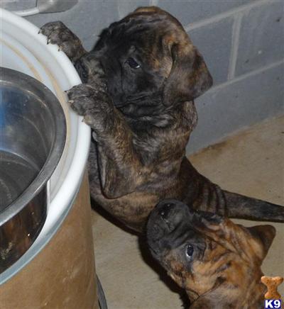 Bullmastiff Puppies for Sale